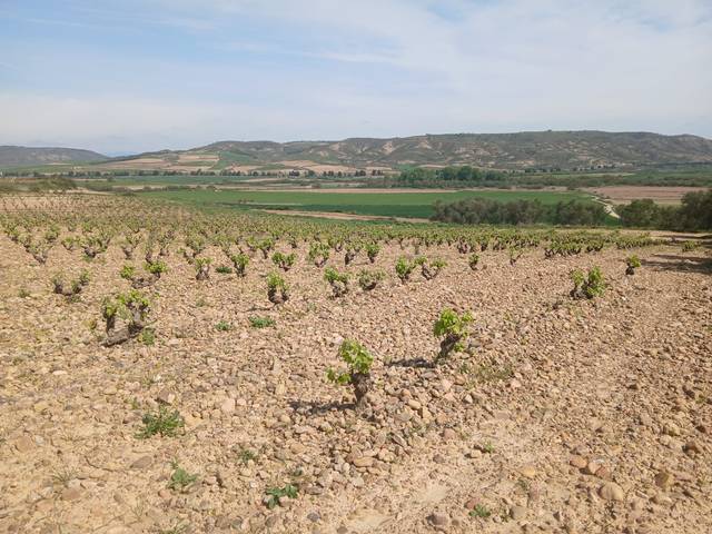 Terreno en Venta en Ausejo