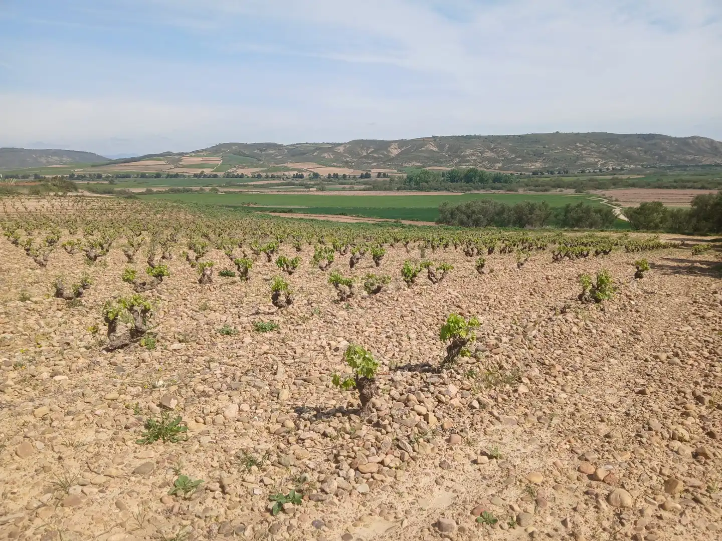 Terreno rustico in vendita a Ausejo
