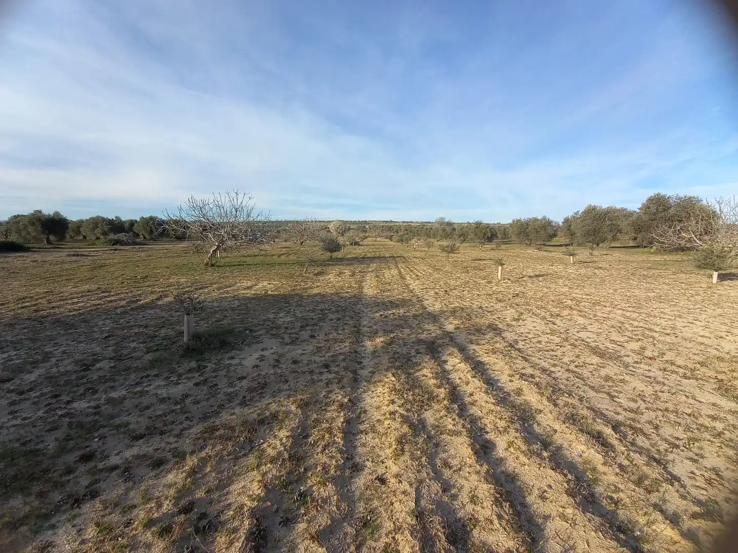 Rural land for sale in Cebolla, imagen 6
