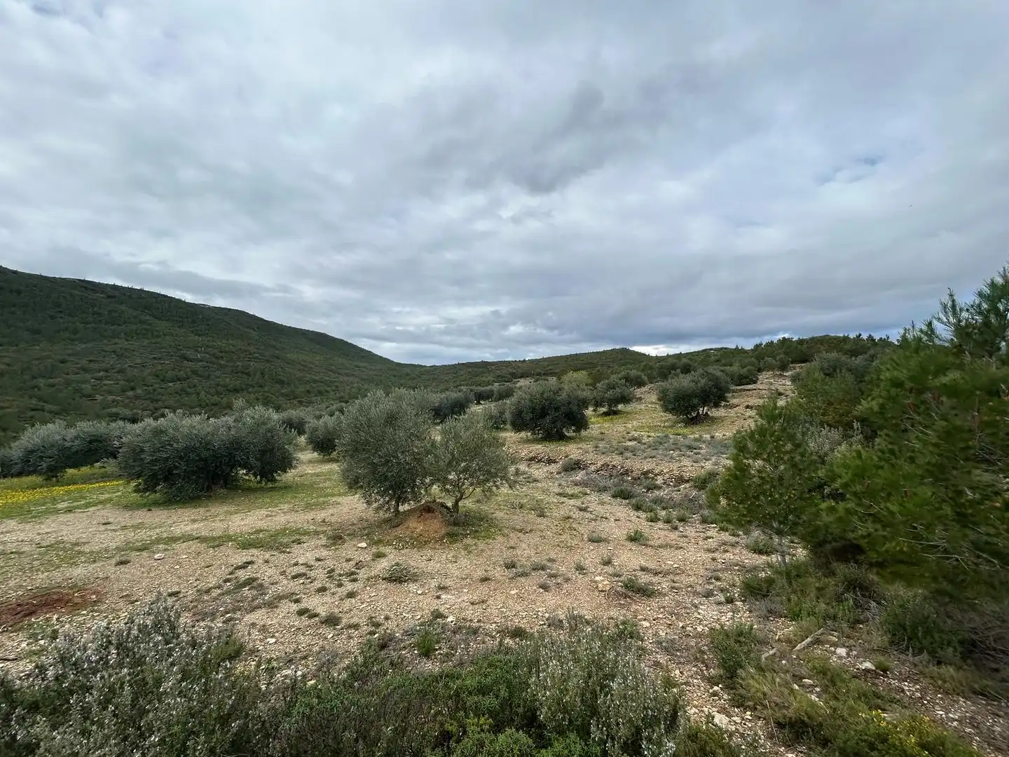 Land for sale in Biure
