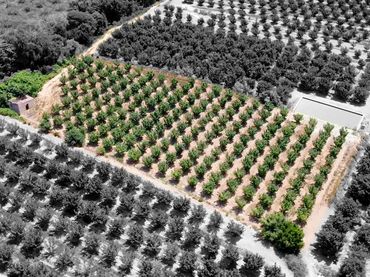 Terreno rústico en venta en Vallmoll