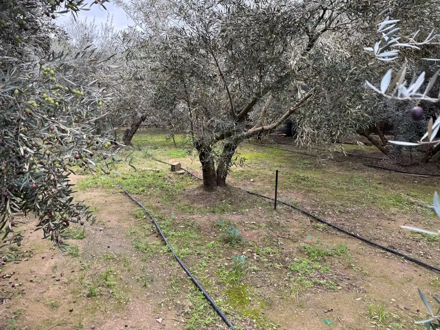 Finca rústica en venta en Torres de Segre con Jardín privado, Terraza y Internet