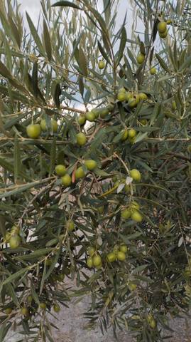 Terreno en Venta en N/A en Cabra