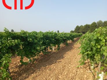Terreno rustico in vendita a Tomelloso