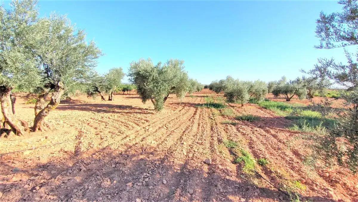 Casa rústica en venda a San Carlos del Valle (Carril de las Chozas) km 3, imagen 29