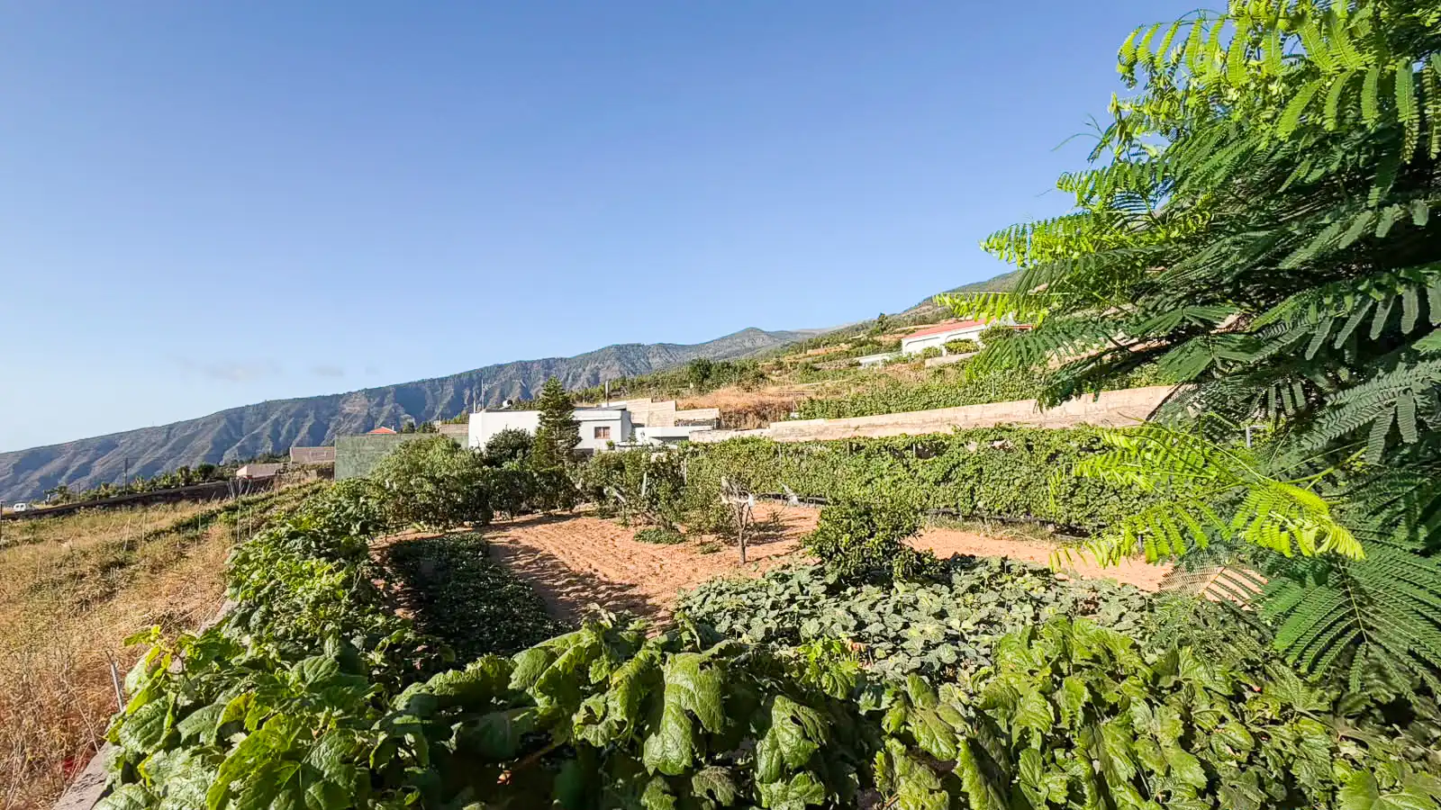 Rural land for sale in Arafo