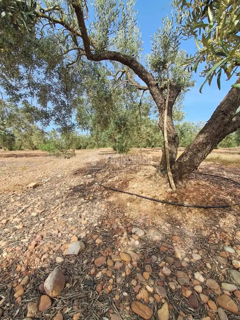 Terreno rustico in vendita a Carmona, imagen 15
