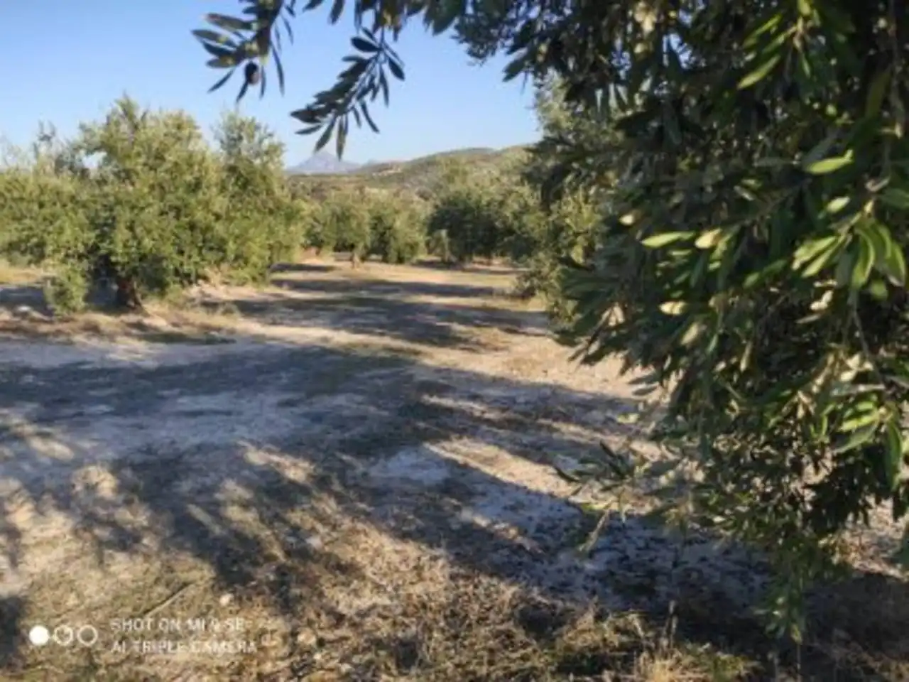 Terrain rustique à vendre à Calle TERMINO DE LUQUE, imagen 2
