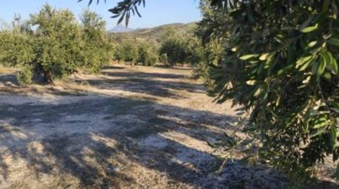OLIVAR ENTRE LUQUE Y ALBENDIN, immagine 2