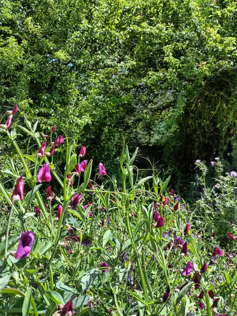 Jardín de Finca rústica en venta en Garachico