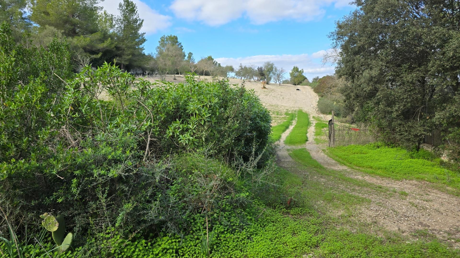 Land for sale in Montuïri