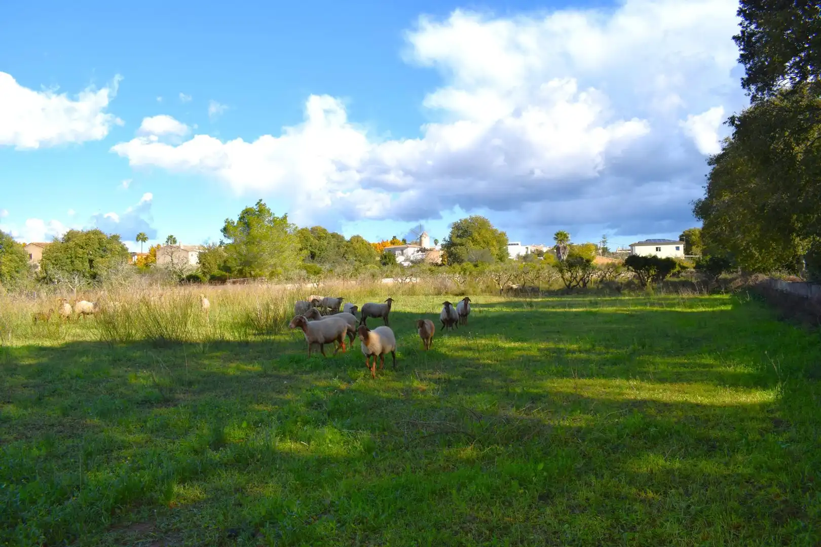 Residential land for sale in Llubí, imagen 25