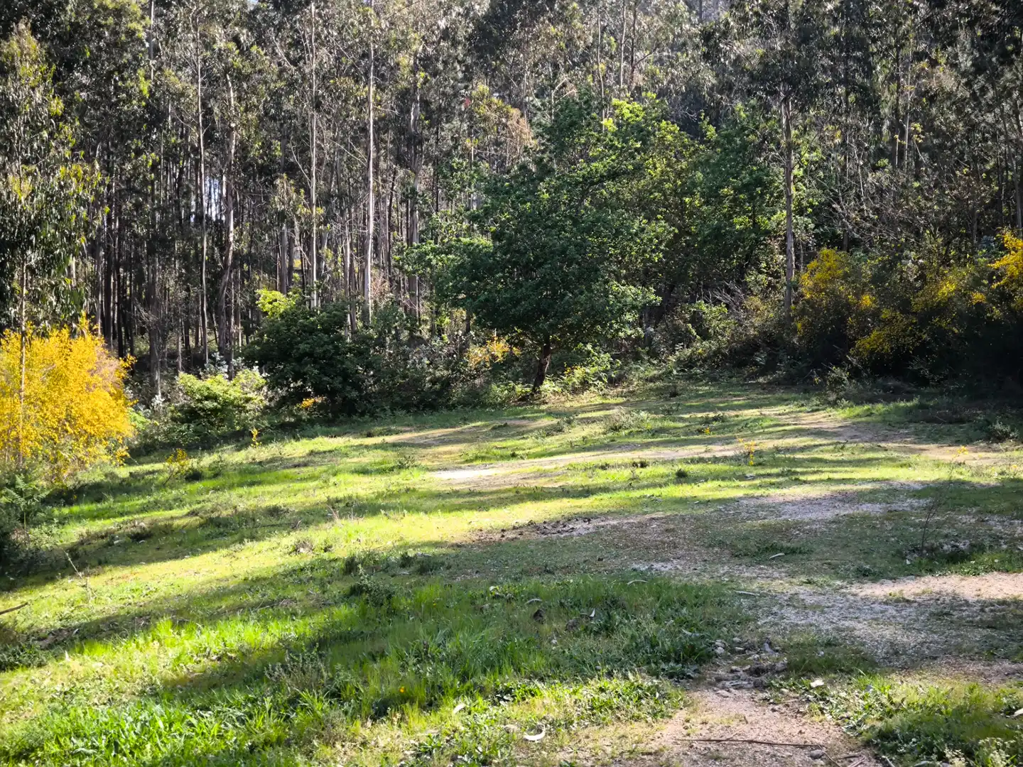 Terreno rustico in vendita a Cea, imagen 11