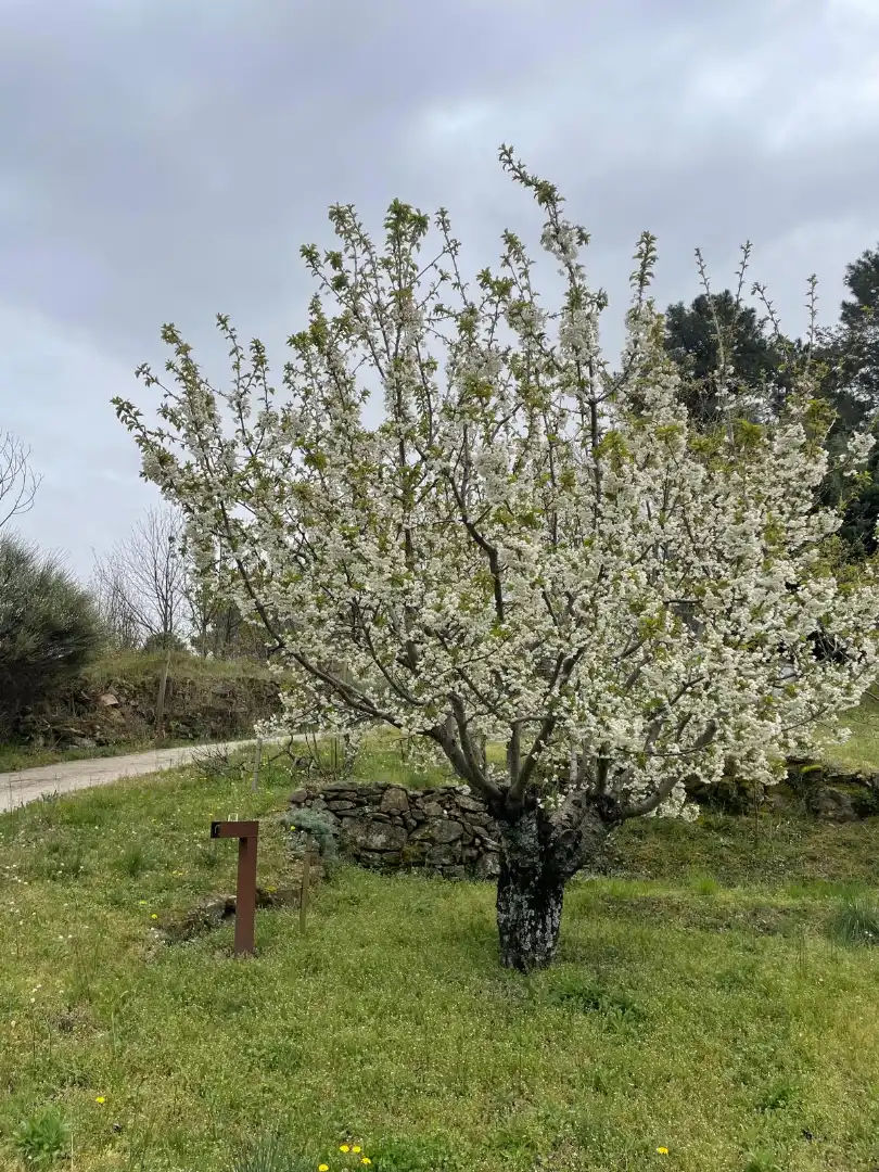 Jardí de Finca rústica en venda en El Arenal  amb Moblat