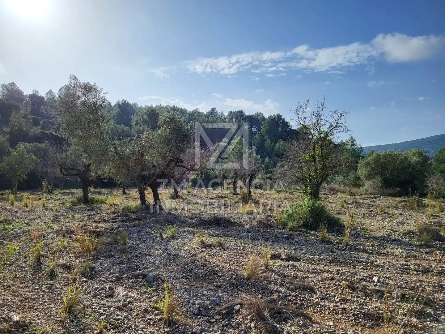 Rural land for sale in Cervera del Maestre, imagen 3