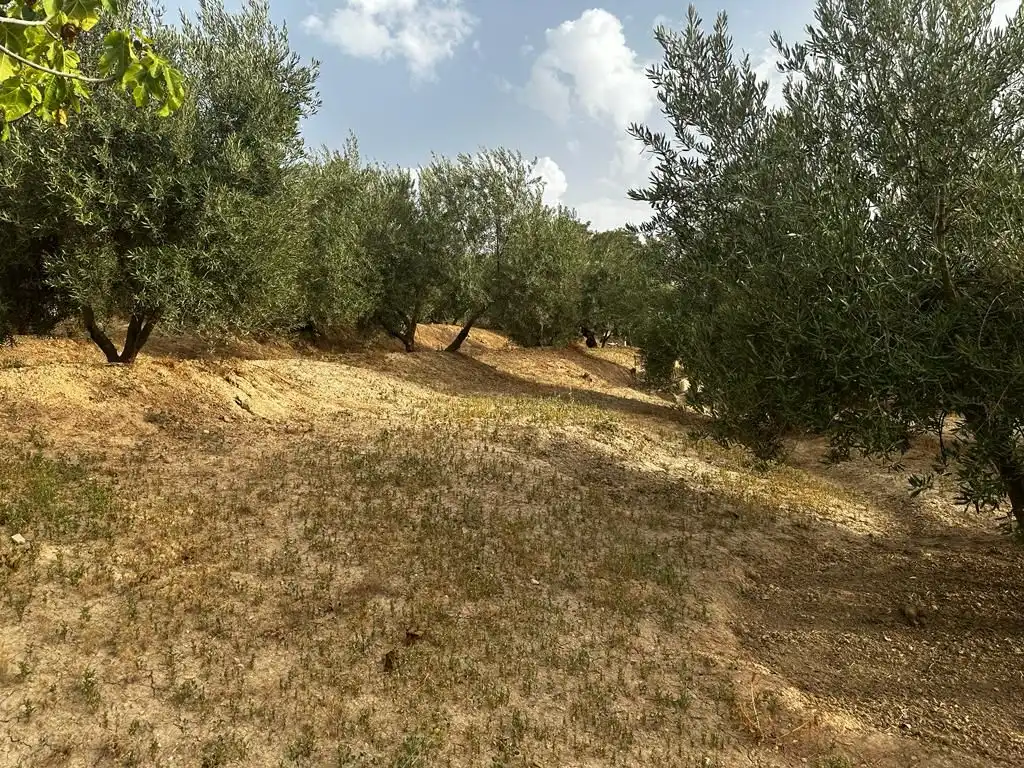 Terrain rustique à vendre à Peligros, imagen 6