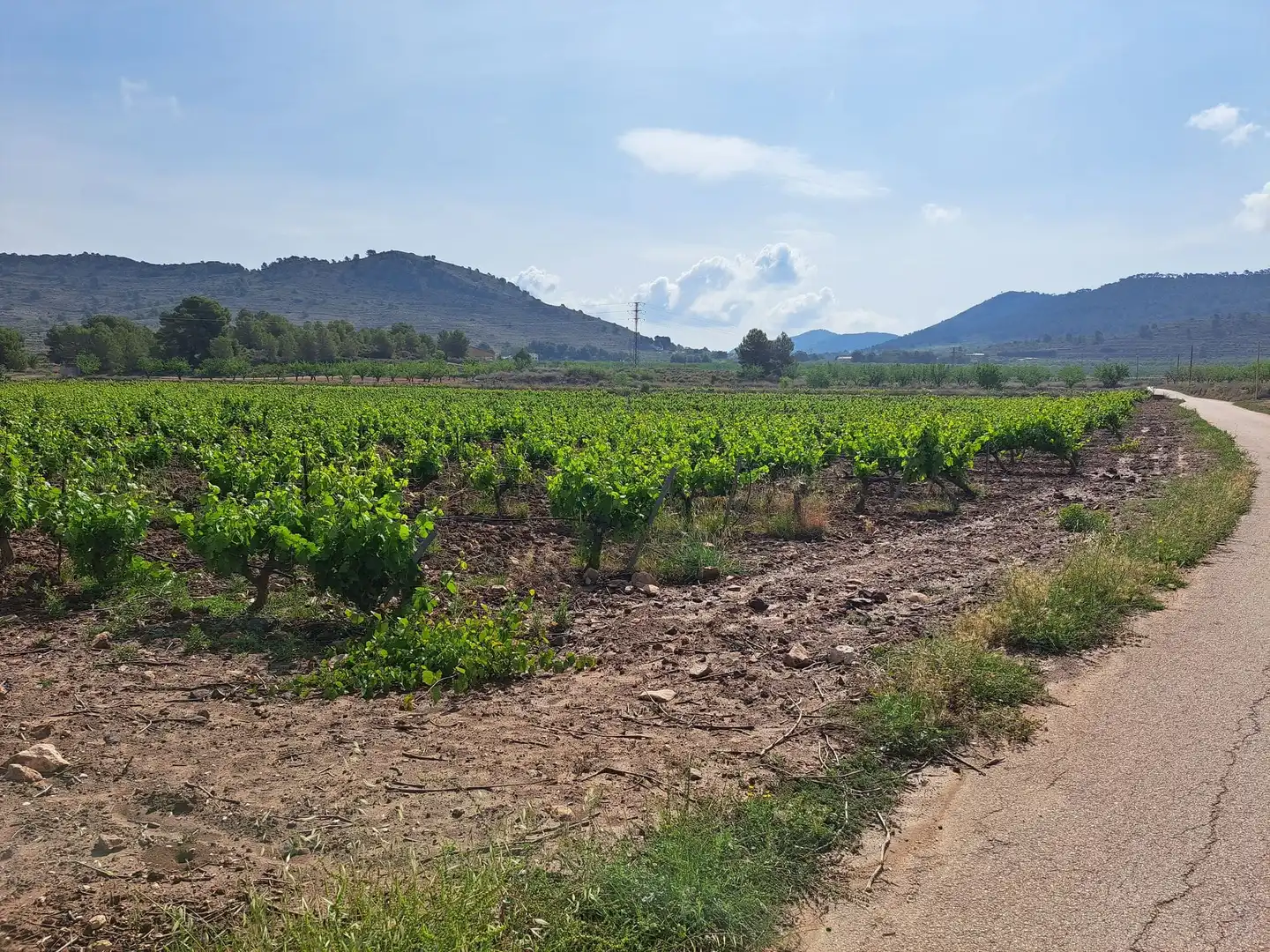 Terreno residencial en venta en El Pinós / Pinoso, imagen 3