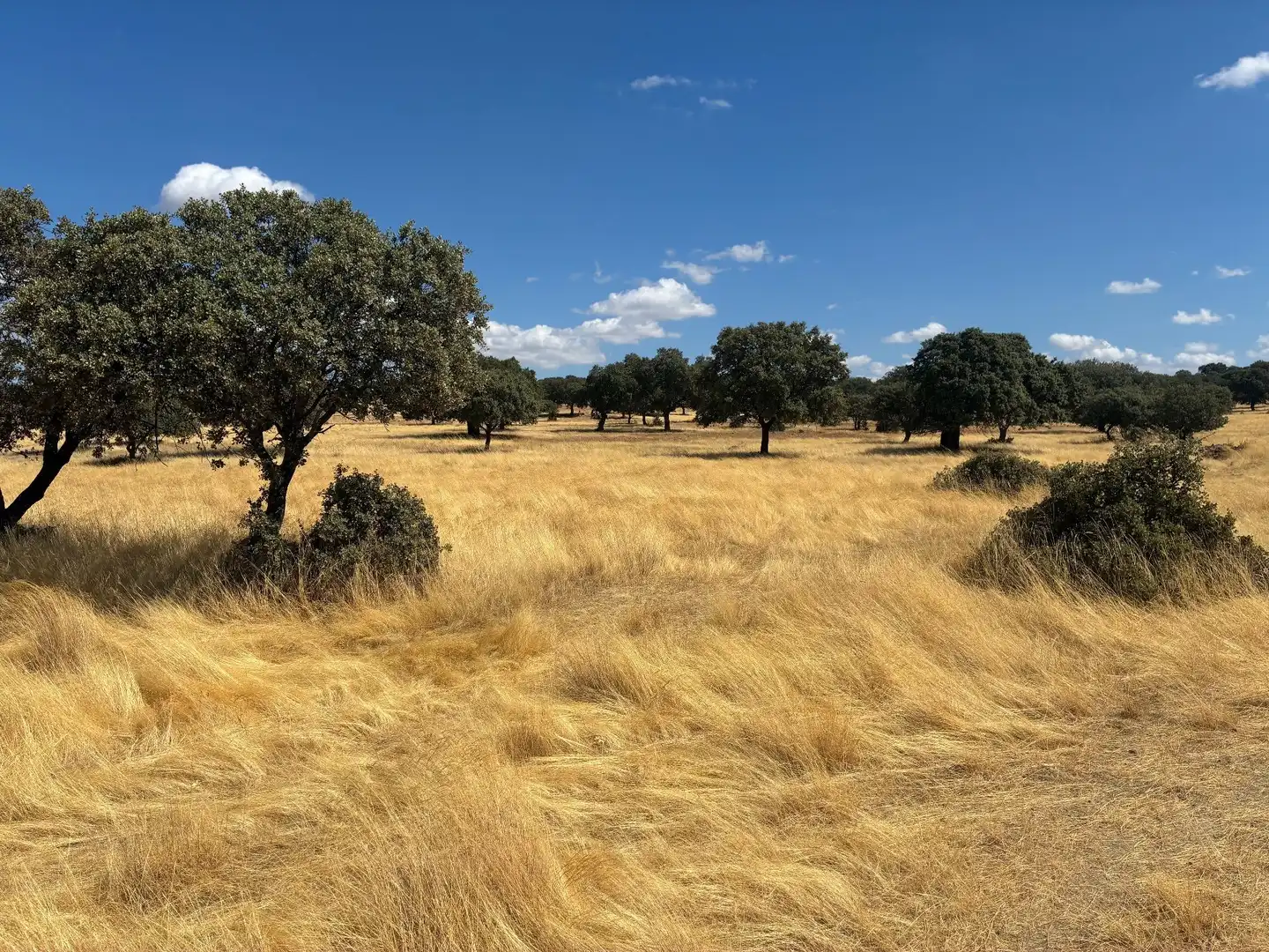 Terreno rustico in vendita a Mohedas de la Jara, imagen 11