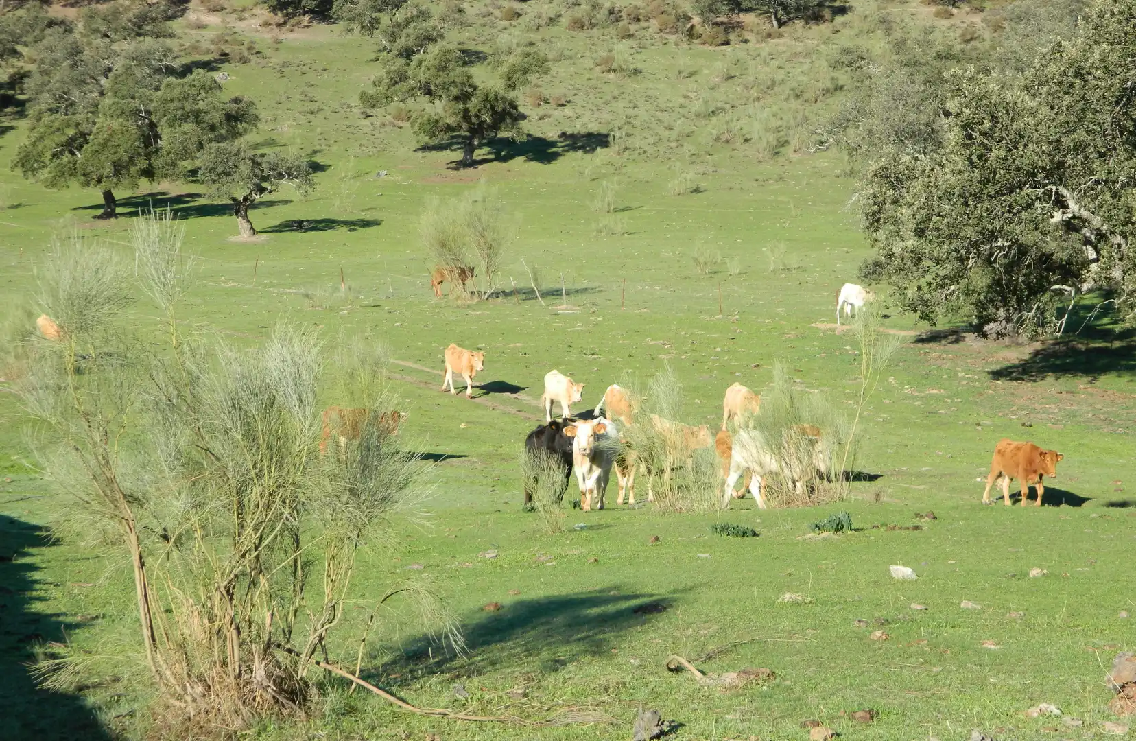 Rural land for sale in La Hispanidad - Verdeluz, imagen 13