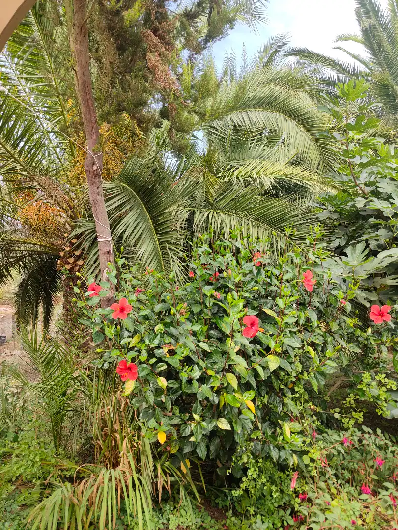 Maison rustique avec piscine à vendre à Carretera las Llanadas, imagen 42