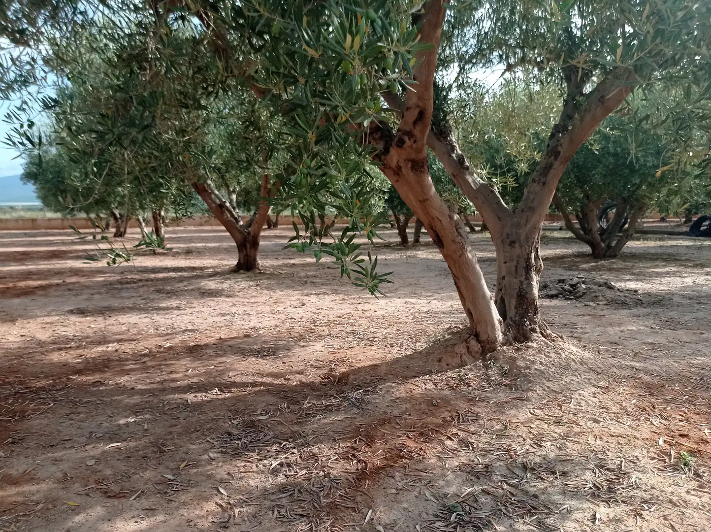 Finca rústica en venta en Fuente Álamo de Murcia con Calefacción, Jardín privado y Piscina