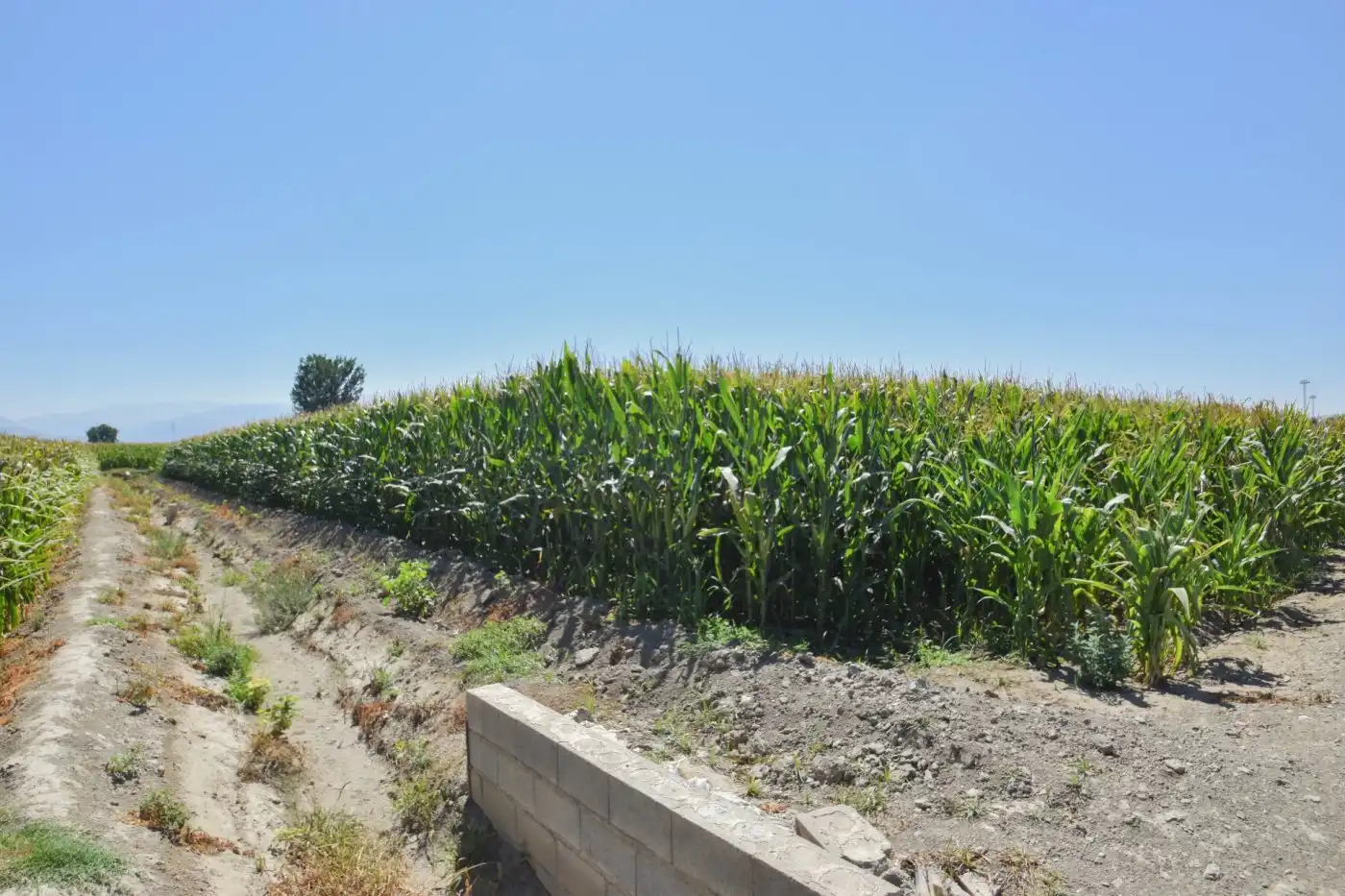 Rural land for sale in Calle PEREGRINA, imagen 5