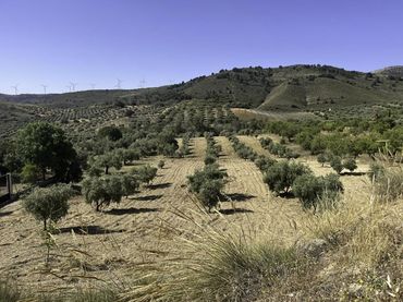 Terreno rustico in vendita a Padul