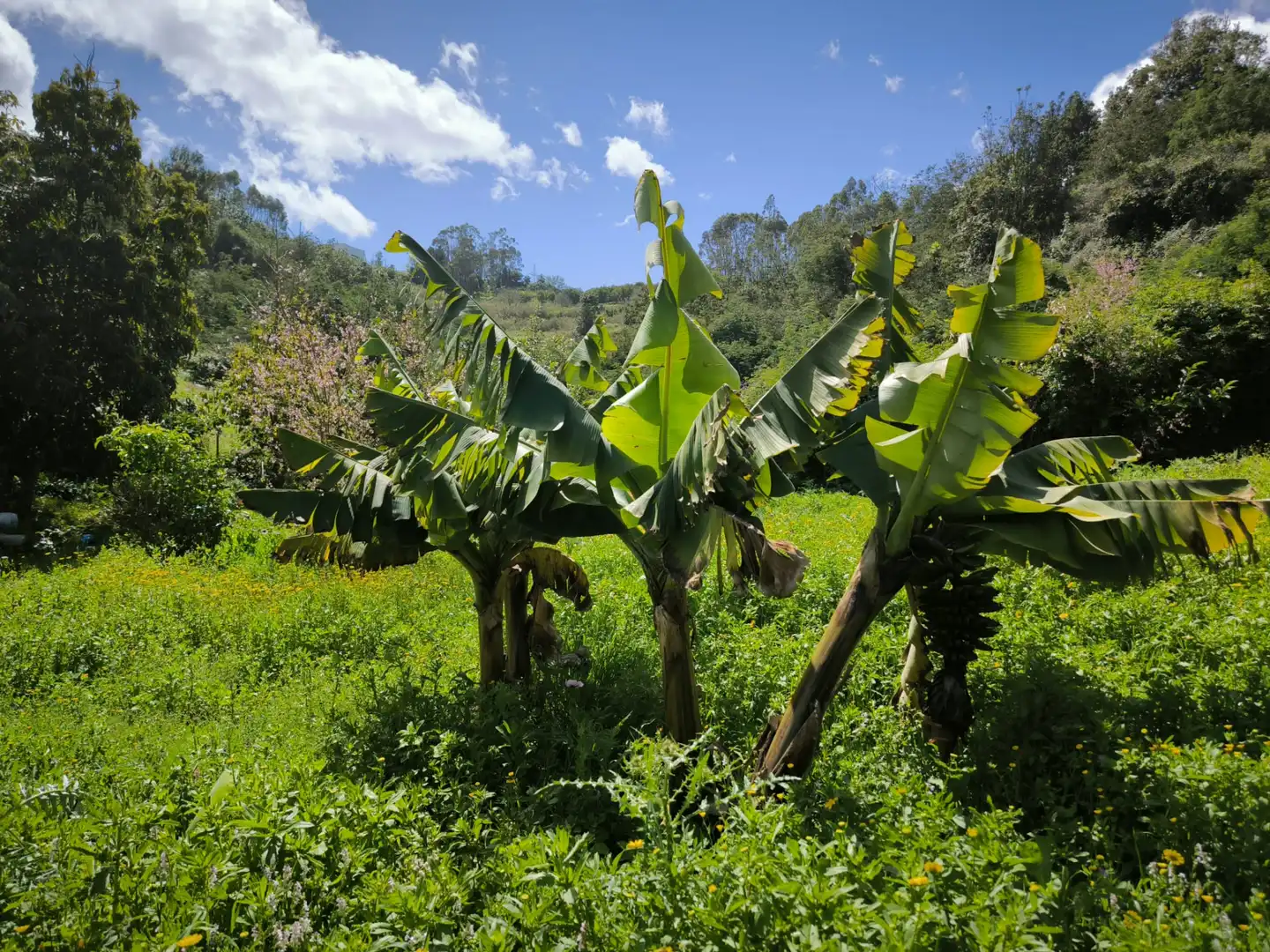 Jardín de Finca rústica en venta en Moya (Las Palmas)