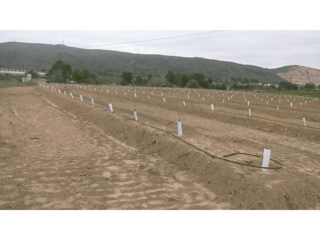 Terreno rustico in vendita a Calle XARCOS SECS