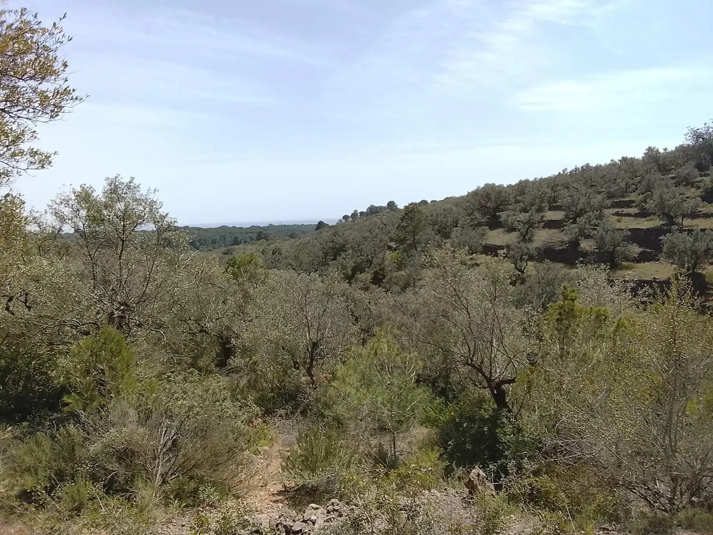 Rural land for sale in l'Aldea