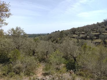 Terreny rústic en venda a l'Aldea