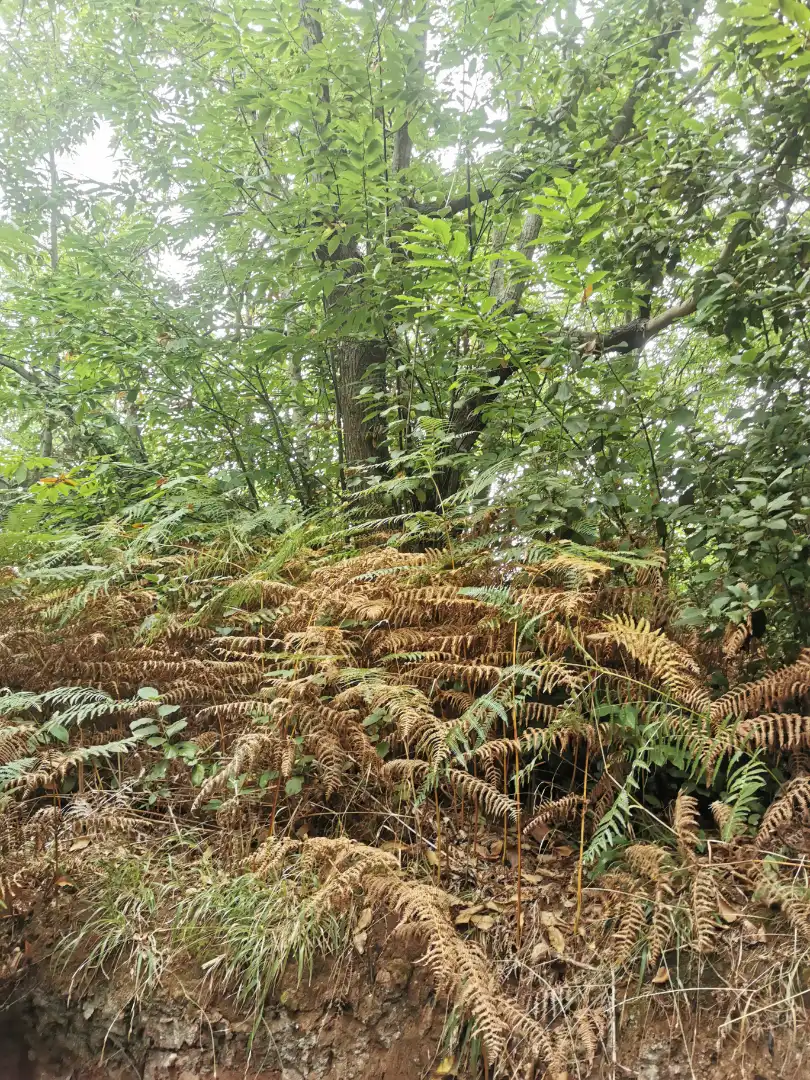 Garten von Grundstücke zum Verkauf in Santa Úrsula