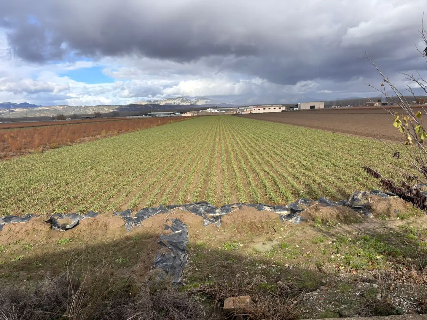 Terreno rústico en venta en Avenida de Andalucía 23