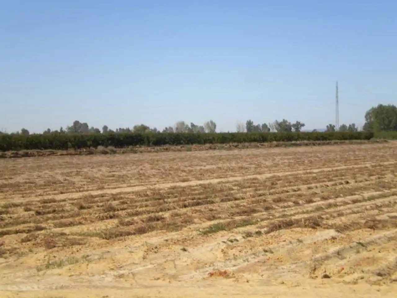 Land for sale in Rena