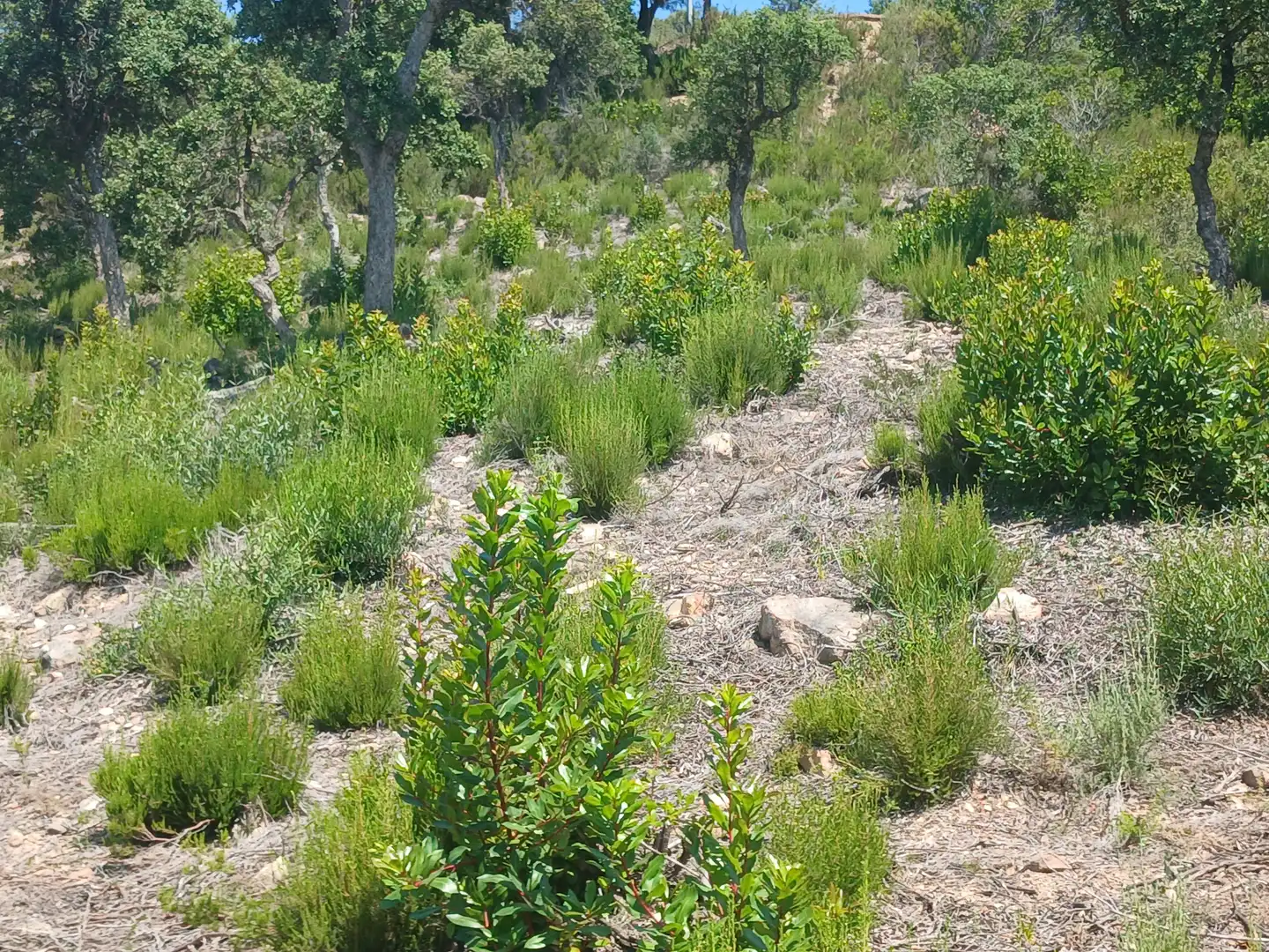 Terreno residencial en venta en Lloret Verd - Els Pinars, imagen 3