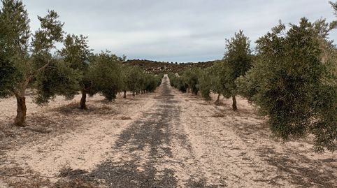 Photo 5 of Land for sale in Centro ciudad, Linares