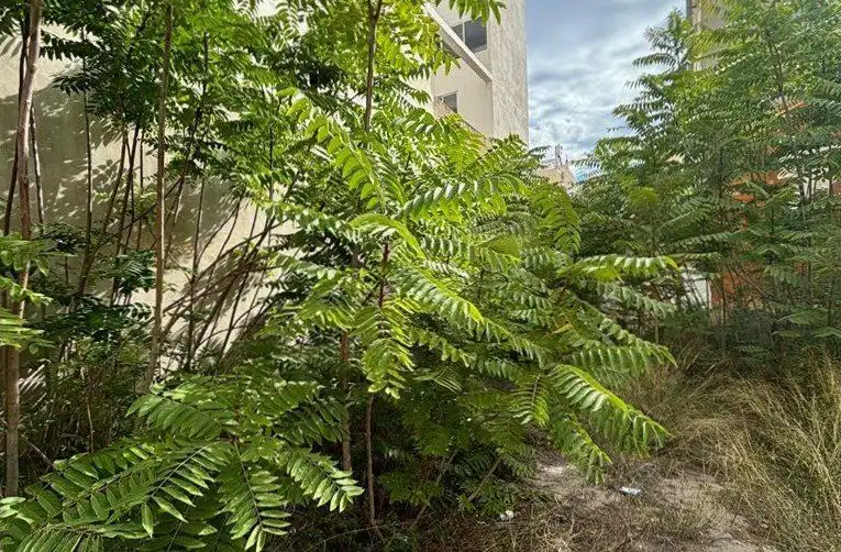 Terreny residencial en venda a Sur, imagen 7