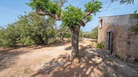 Finca con agua de riego y balsa, immagine 3