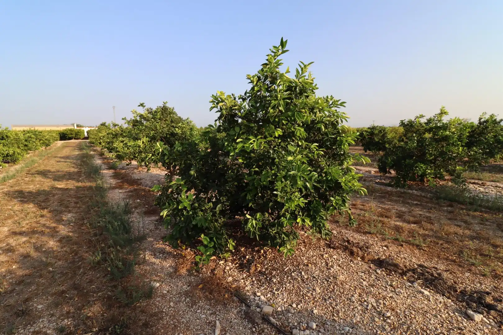 Terreny en venda en Vinaròs