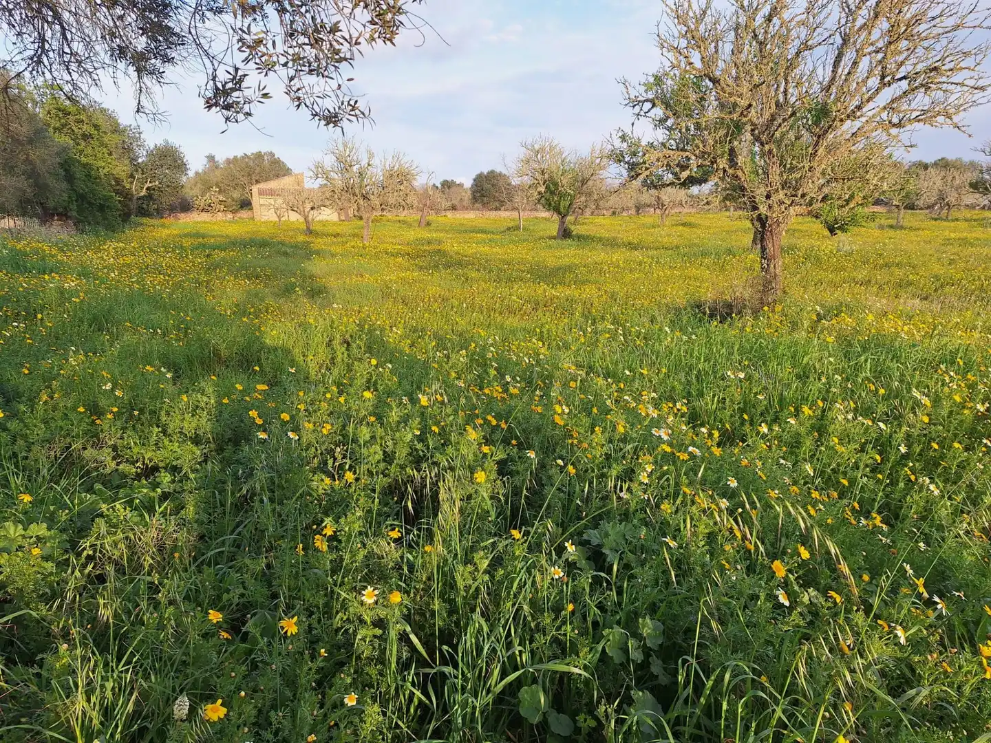 Finca rústica en venta en Algaida