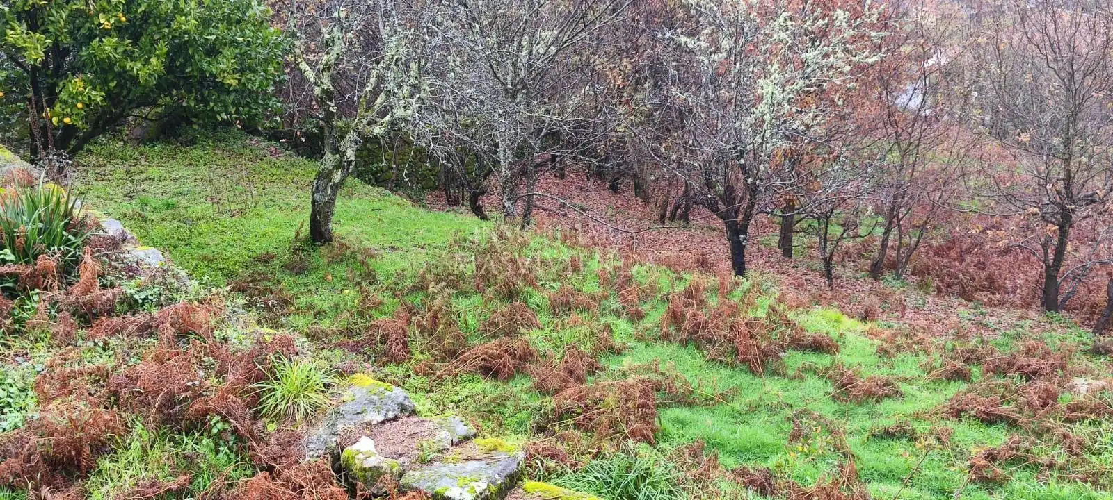 Houses for sale in Fornelos de Montes  with Private garden and Storage room