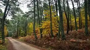 Wohnbaugrundstück zum Verkauf in Calle del Palomar, imagen 14