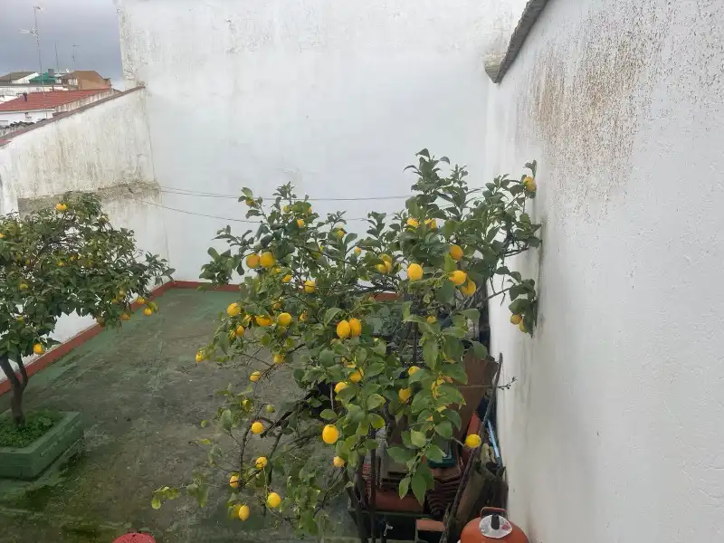 Garden of Houses for sale in Fuente de Cantos  with Air Conditioner, Heating and Terrace
