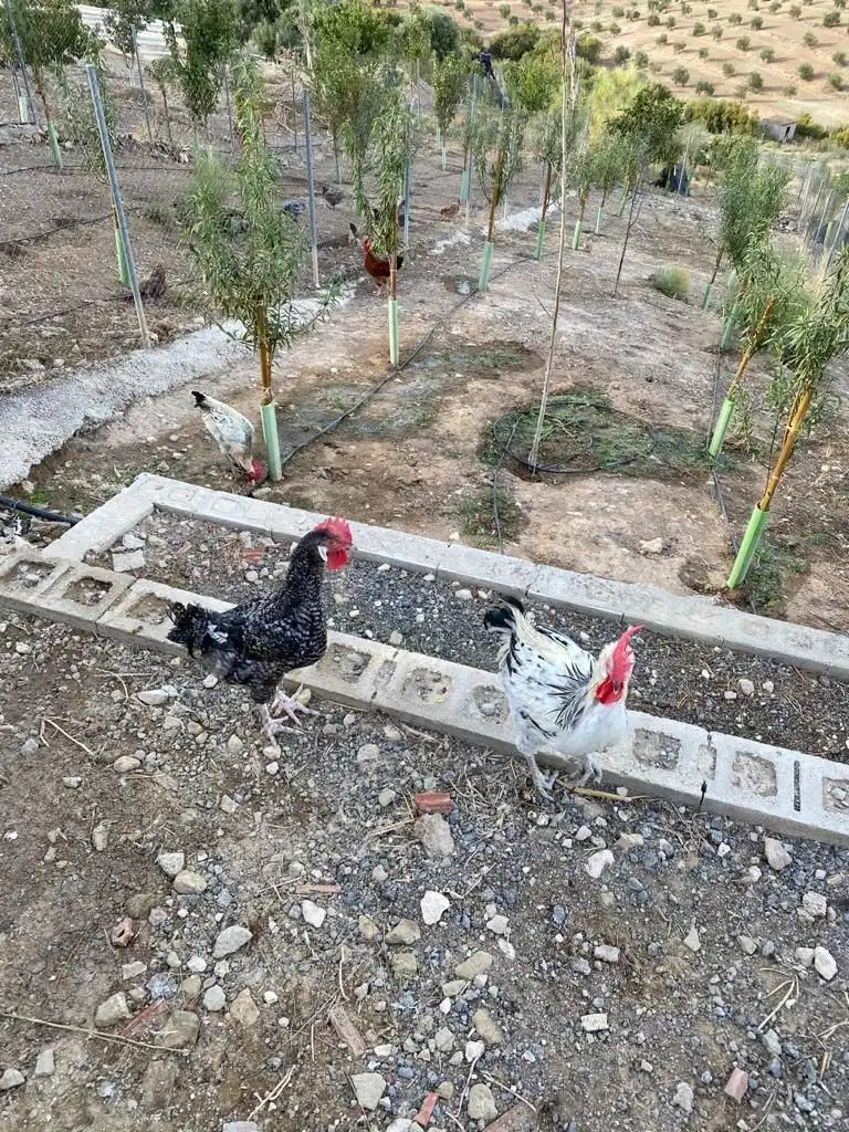 Terreni e lotti in vendita a Osuna, imagen 23