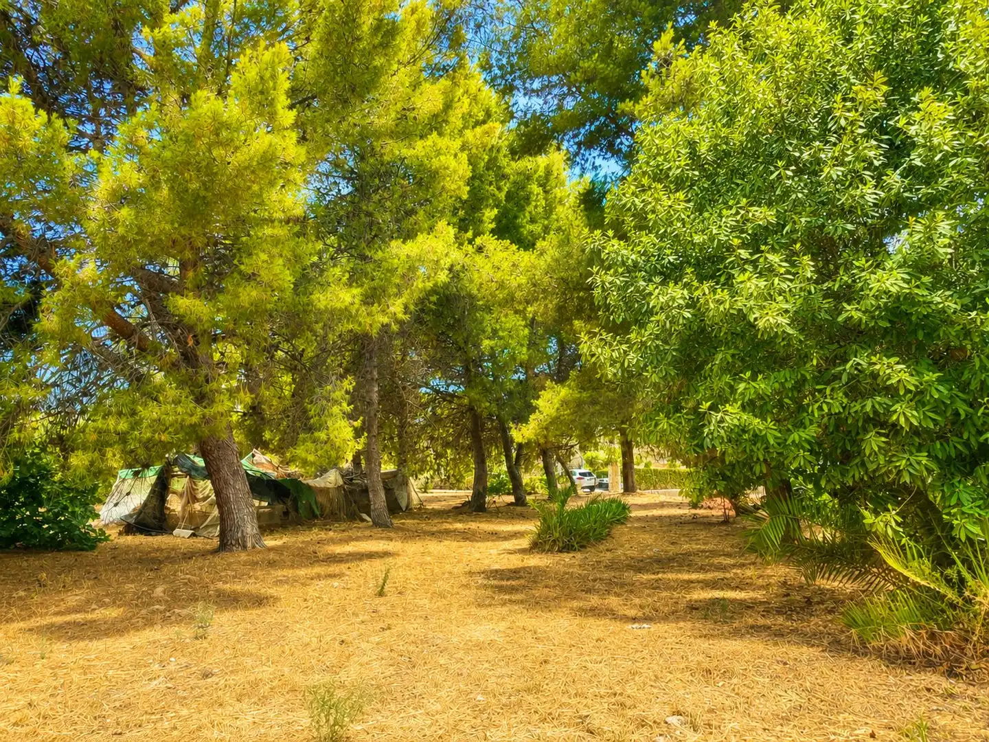 Garden of Country homes for sale in Cehegín  with Terrace and Swimming Pool