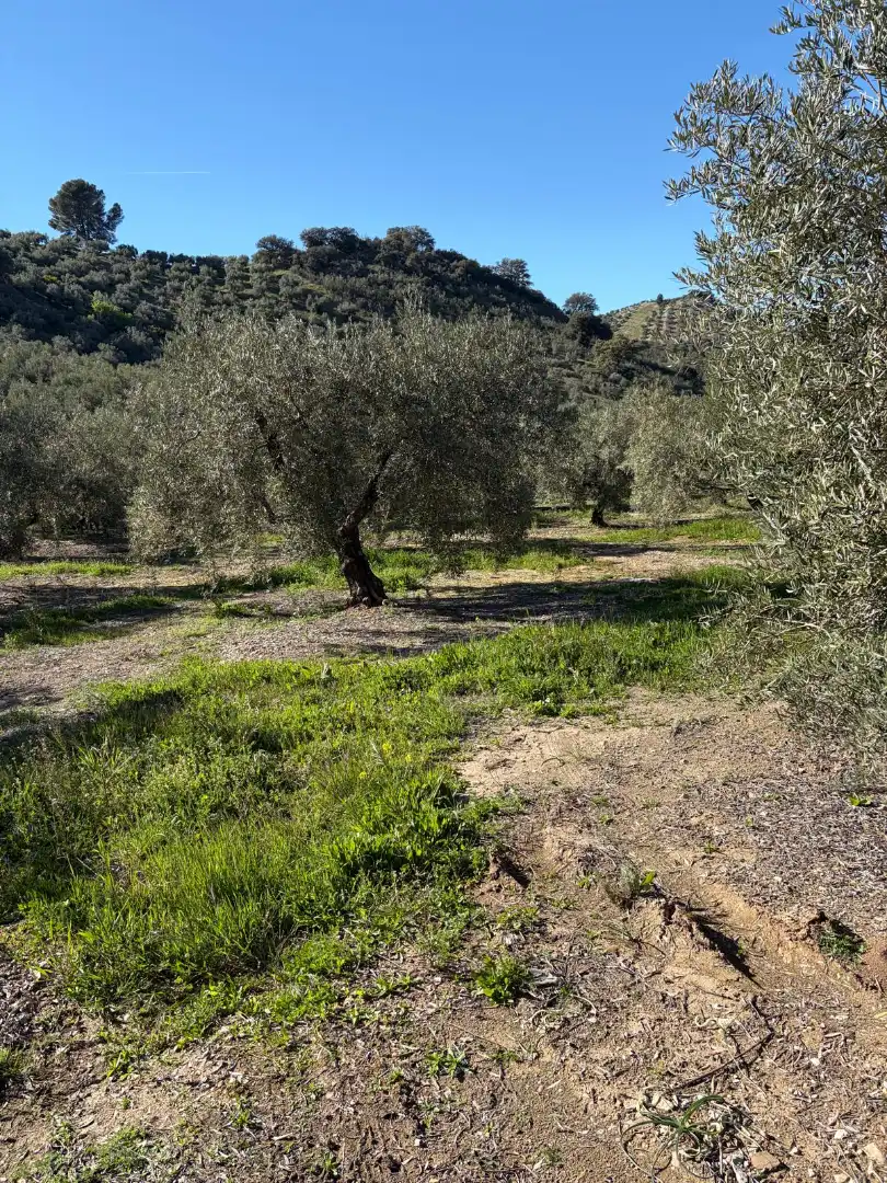 Terreny rústic en venda a Priego de Córdoba, imagen 6