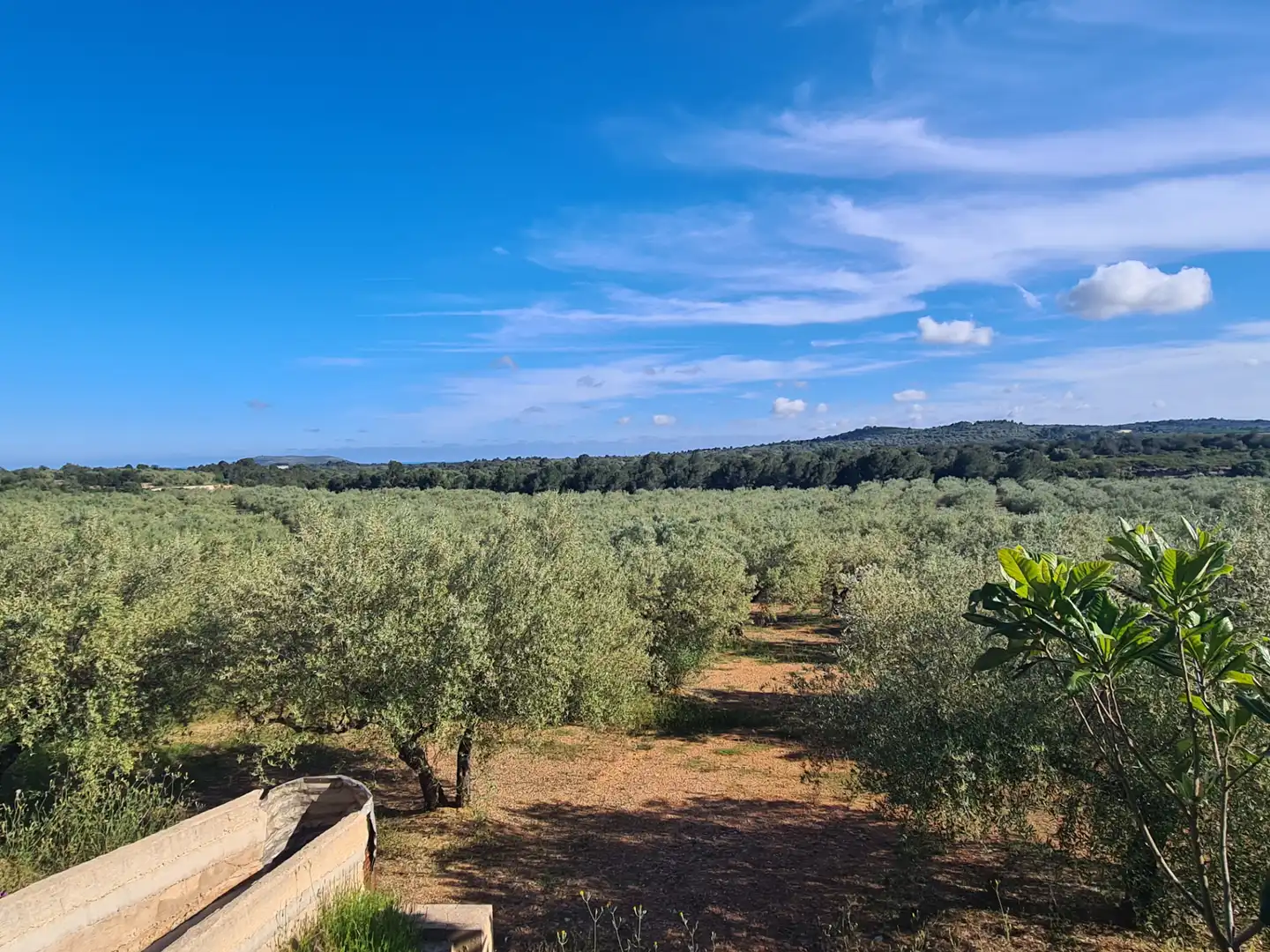 Terreno rustico in vendita a San Jorge / Sant Jordi, imagen 4