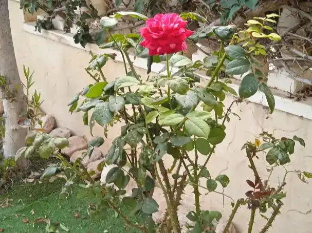 Jardí de Pis en venda en Orihuela amb Aire condicionat i Terrassa