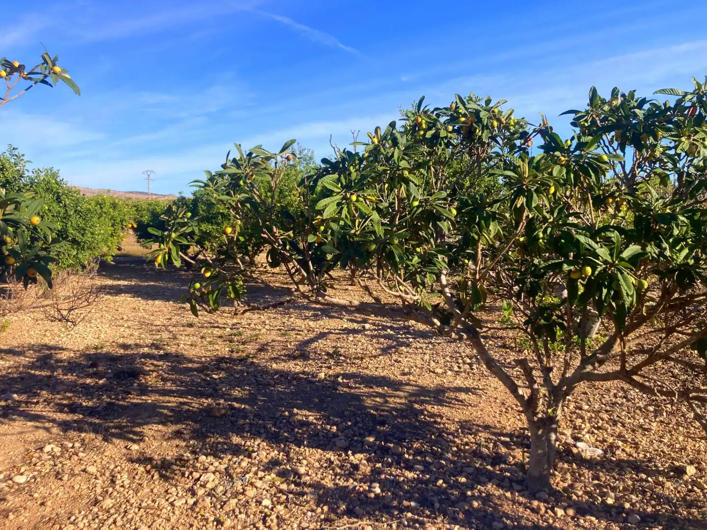Finca rústica en venta en Elche / Elx