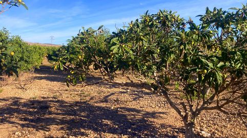 Foto 4 de Finca rústica en venda a Jubalcoi, Elche / Elx
